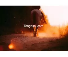 Horse Riding in Zimbabwe