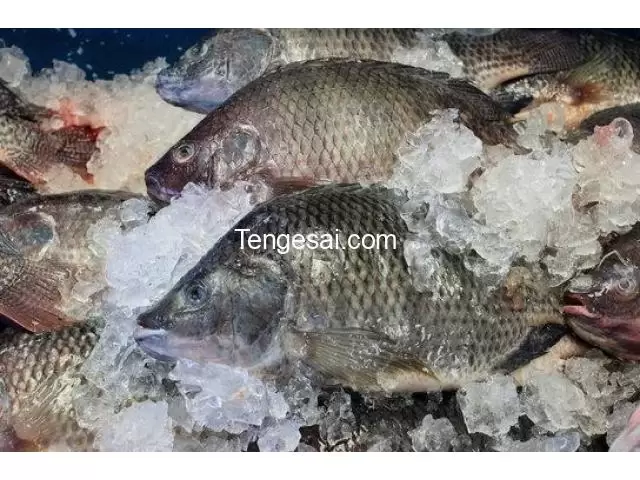 we supply fish in Zimbabwe - 6/10