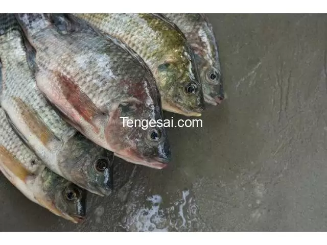 we supply fish in Zimbabwe - 7/10