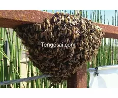 Bee Removal Services Harare
